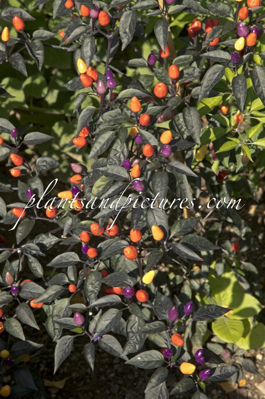 Capsicum annuum ‘Bolivian Rainbow’
