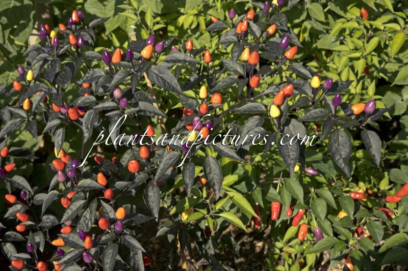 Capsicum annuum ‘Bolivian Rainbow’