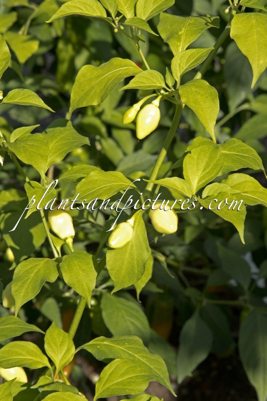 Capsicum annuum ‘Snow White’