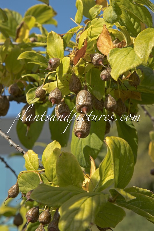 Sinojackia xylocarpa