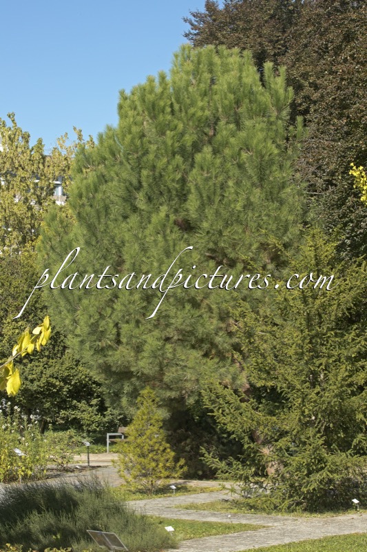 Pinus pinea