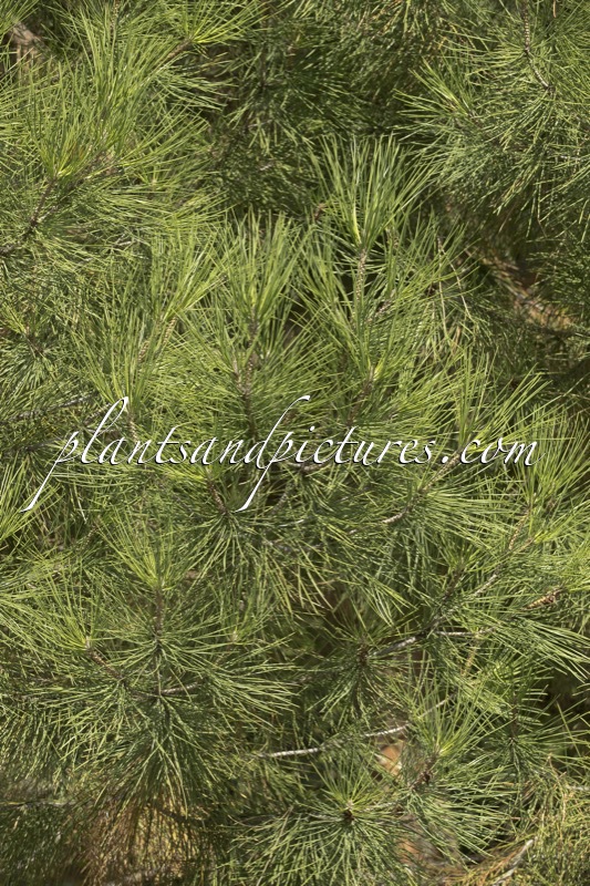 Pinus pinea