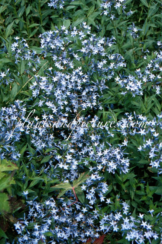 Amsonia orientalis