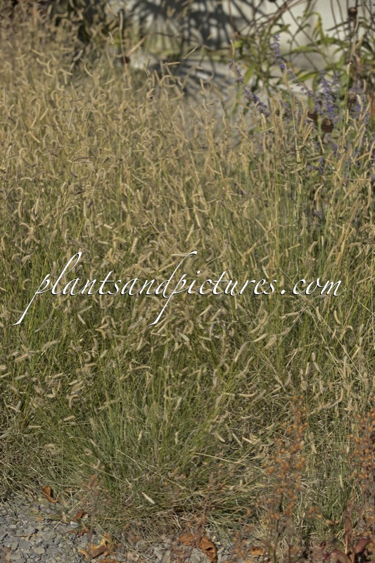 Bouteloua gracilis
