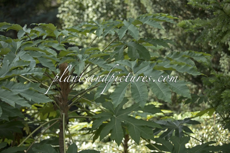 Tetrapanax papyrifer ‘Rex’