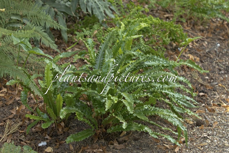 Asplenium scolopendrium ‘Angustatum’