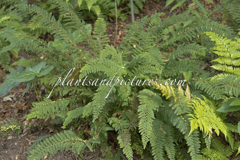 Polystichum setiferum ‘Nantes’