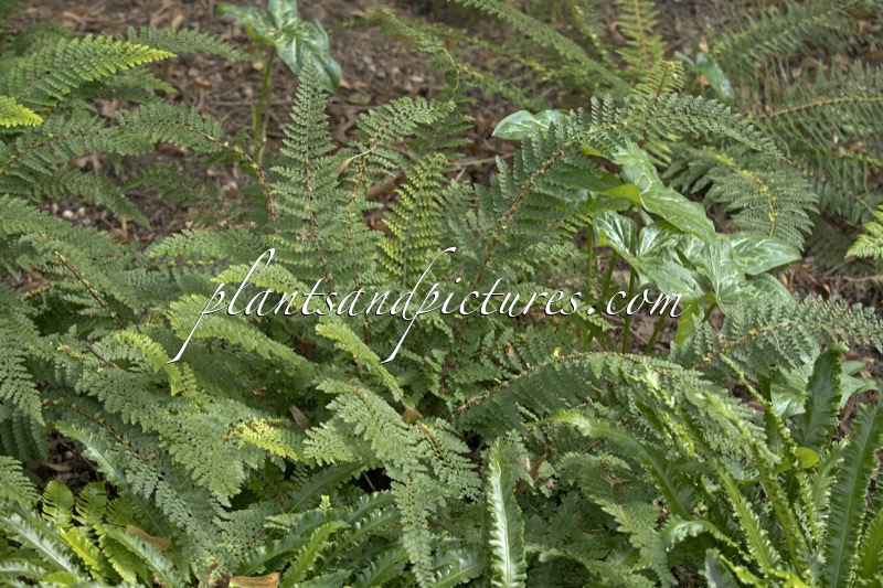Polystichum setiferum ‘Nantes’