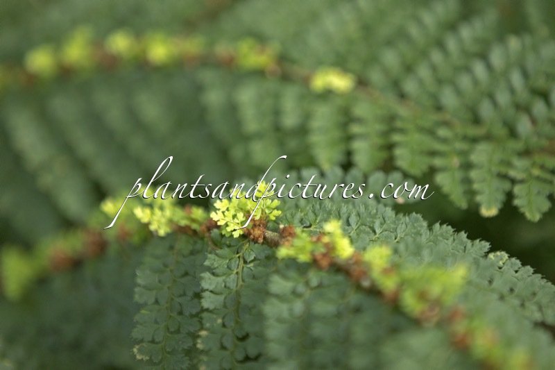 Polystichum setiferum ‘Nantes’