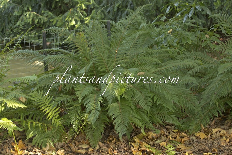 Polystichum setiferum ‘Pulcherrimum Bevis’