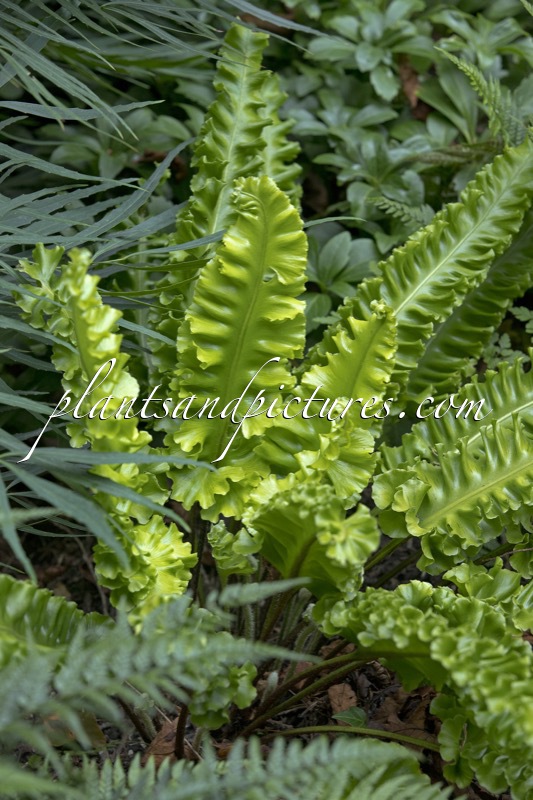 Asplenium scolopendrium ‘Golden Queen’