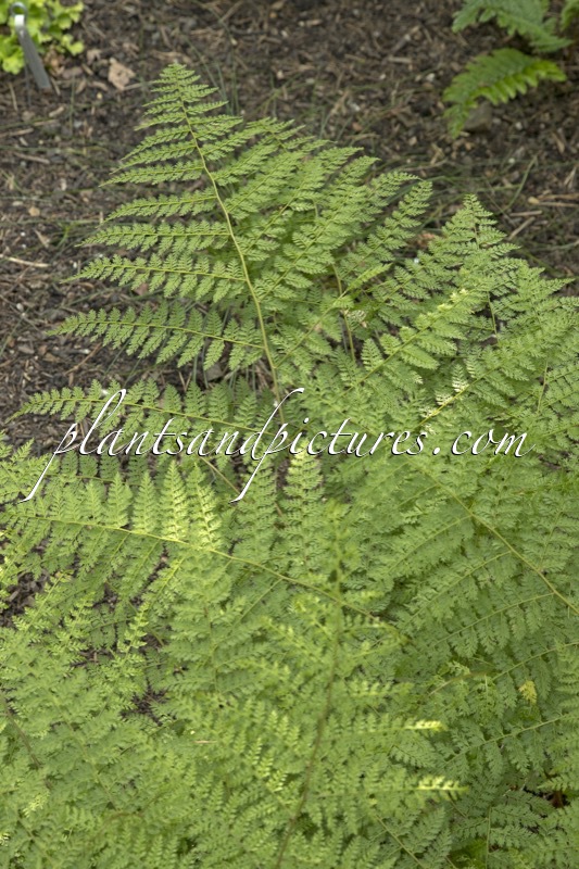 Araiostegia perdurans