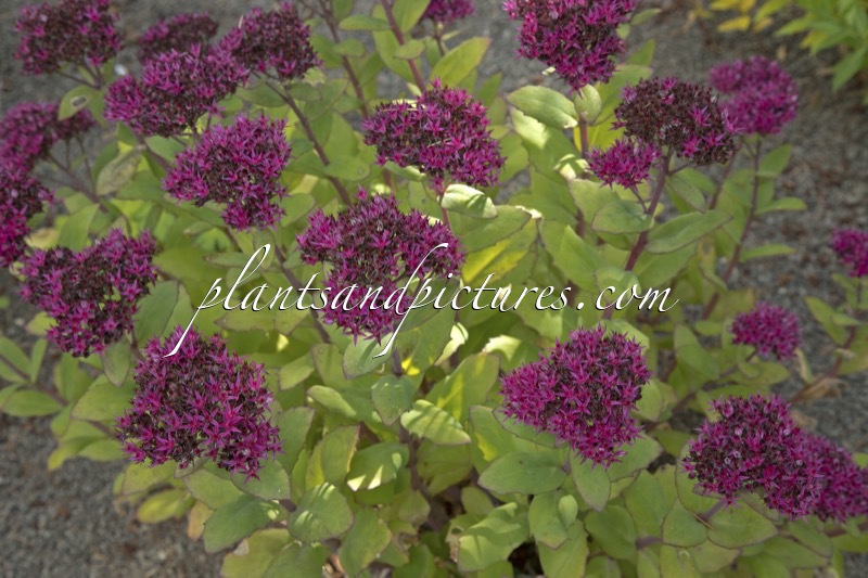 Sedum ‘Class Act’