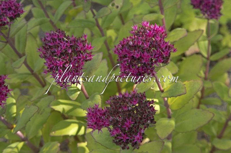 Sedum ‘Class Act’