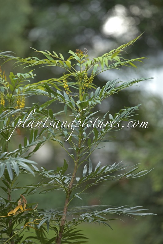 Mahonia eurybracteata ‘Narihira’