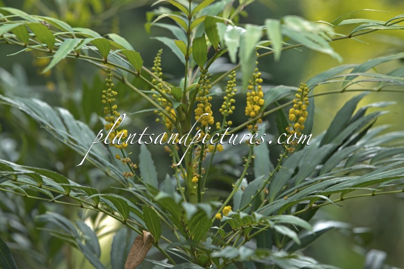 Mahonia eurybracteata ‘Narihira’