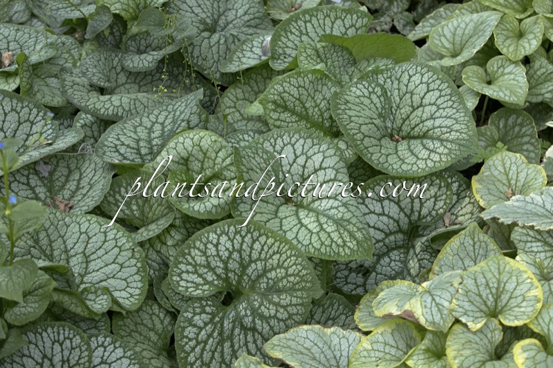 Brunnera macrophylla ‘Jack of Diamonds’