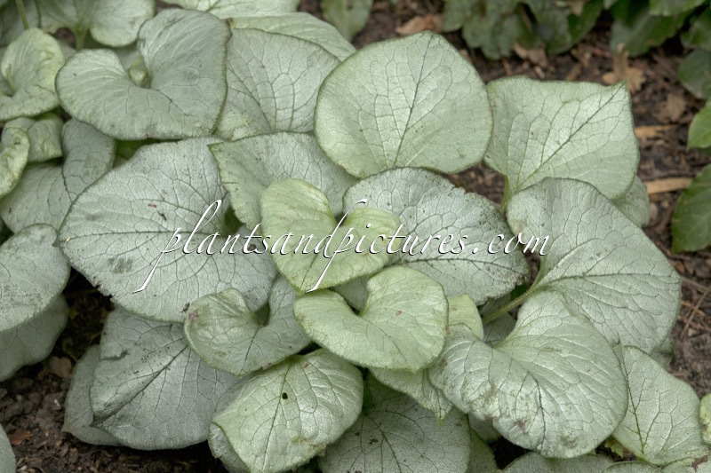 Brunnera macrophylla ‘Looking Glass’