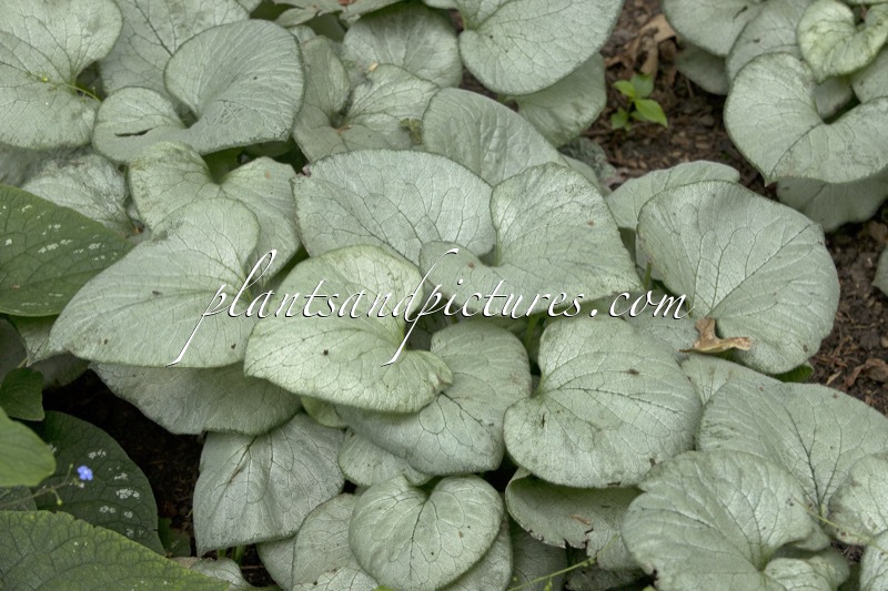 Brunnera macrophylla ‘Looking Glass’