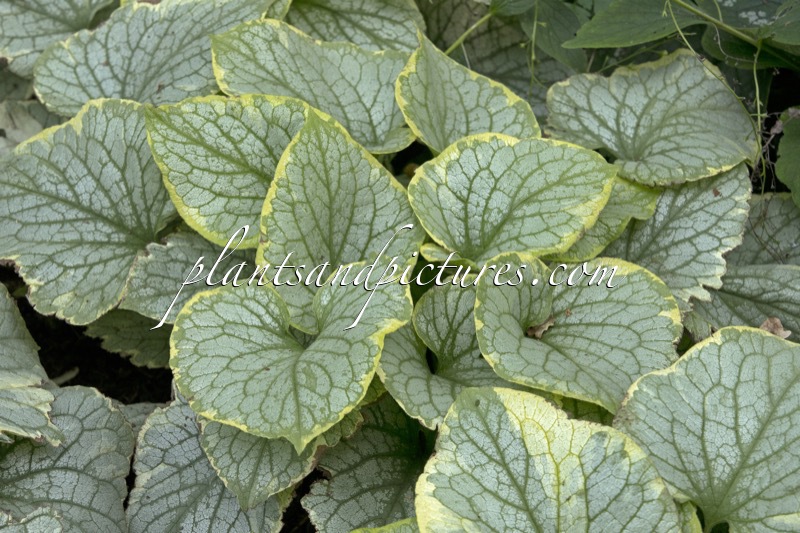 Brunnera macrophylla ‘Kings Ransom’