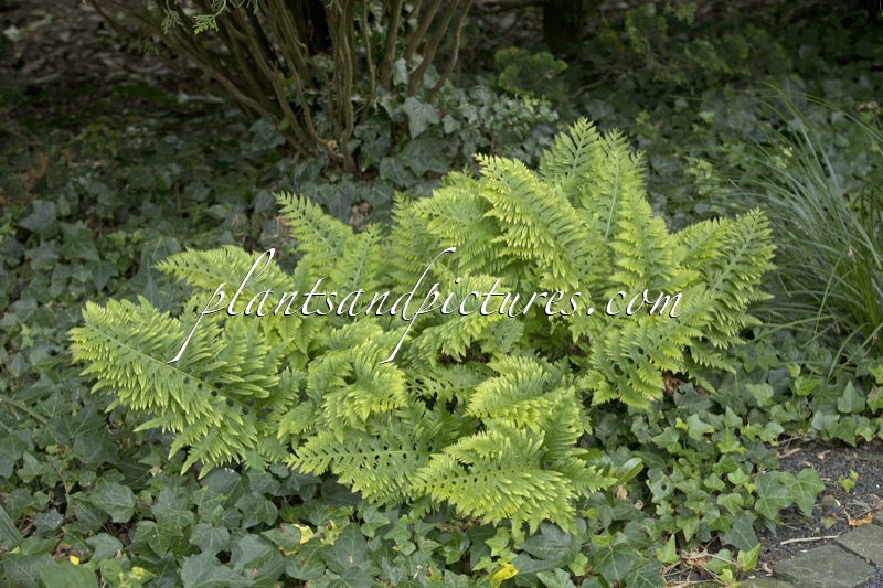 Polypodium cambricum ‘Richard Kayse’