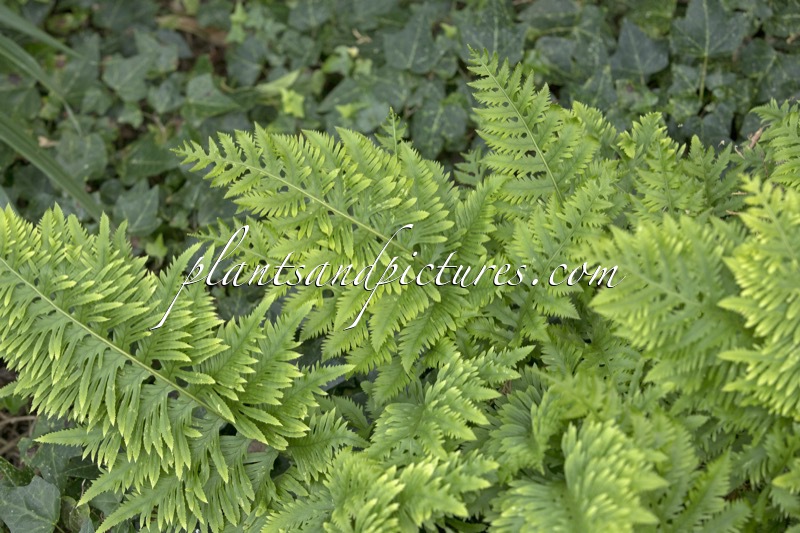 Polypodium cambricum ‘Richard Kayse’