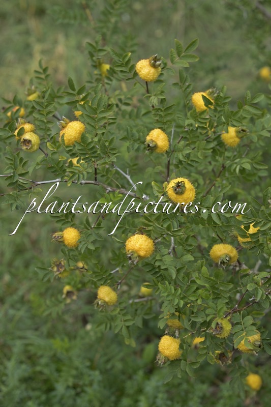 Rosa roxburghii ‘Lampion’