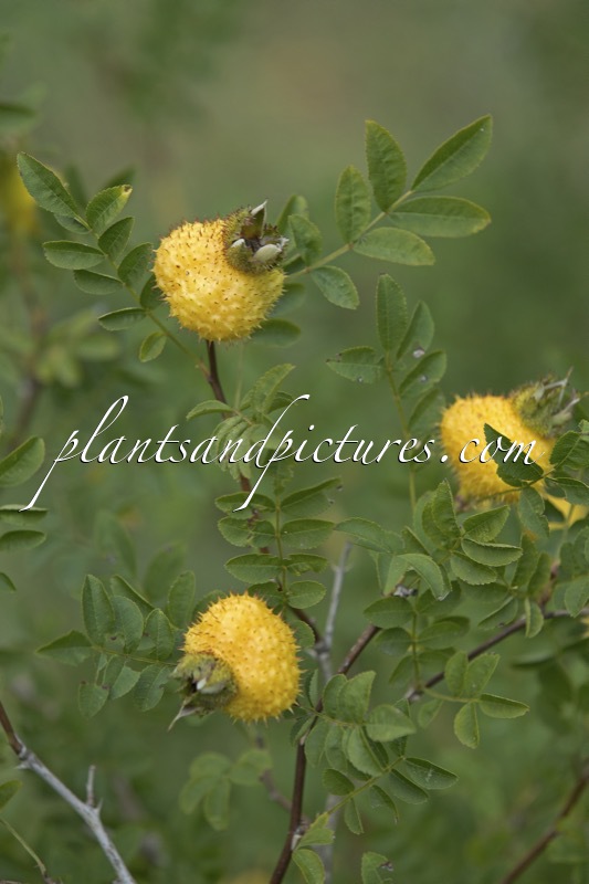 Rosa roxburghii ‘Lampion’