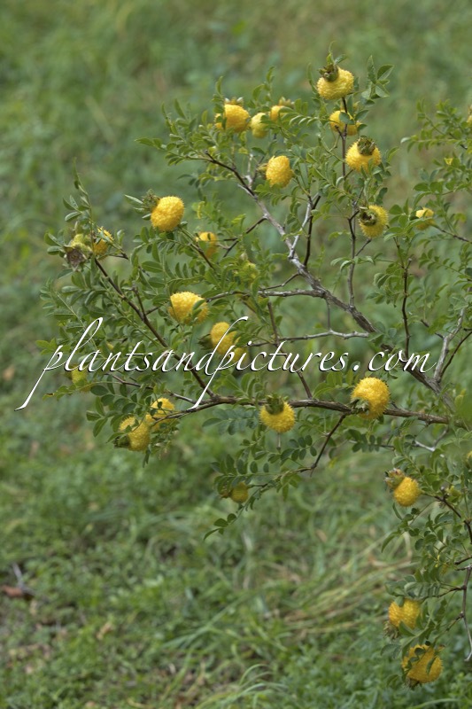 Rosa roxburghii ‘Lampion’