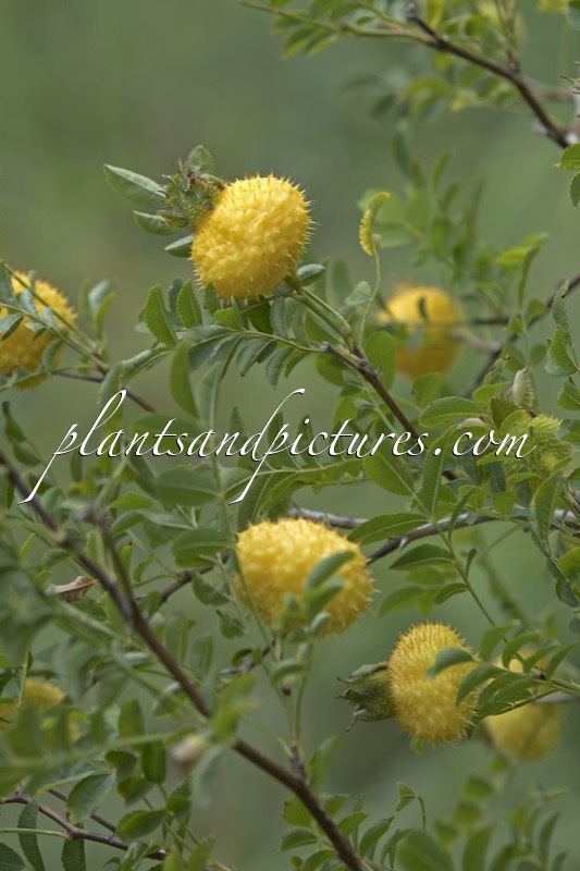 Rosa roxburghii ‘Lampion’