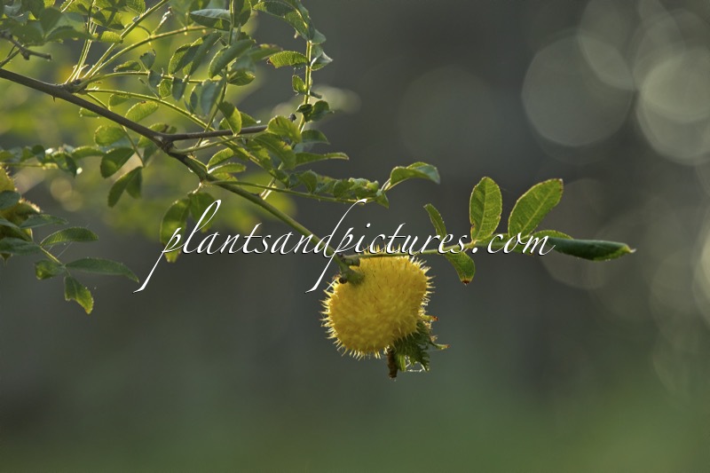 Rosa roxburghii ‘Lampion’