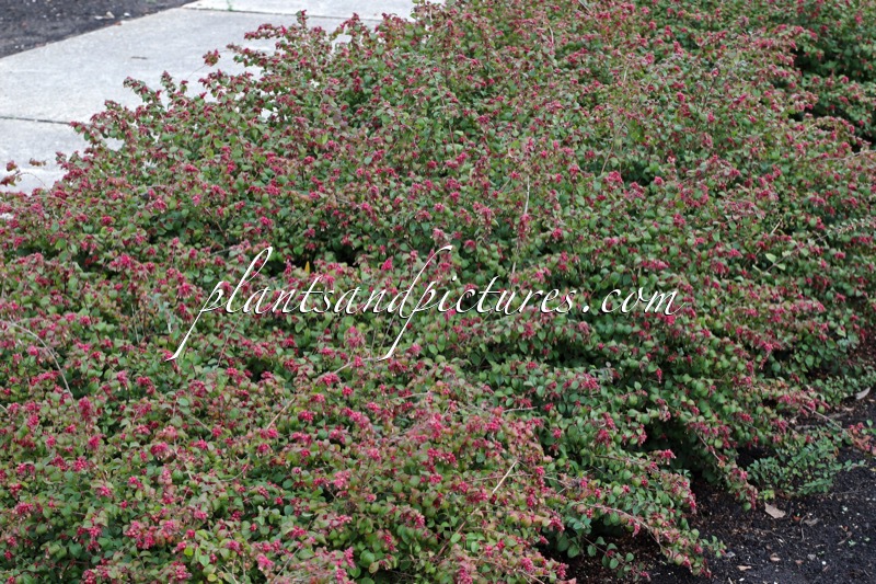 Symphoricarpos chenaultii ‘Bokohape’ (HANCOCK PEARL)