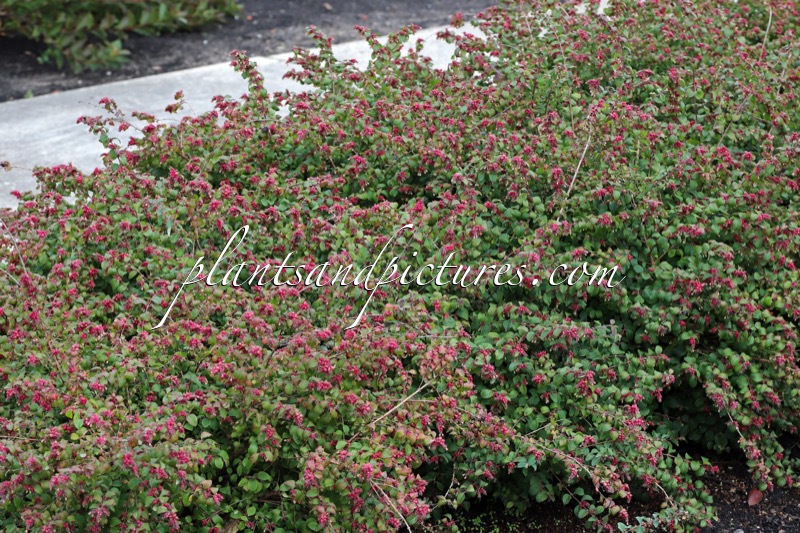 Symphoricarpos chenaultii ‘Bokohape’ (HANCOCK PEARL)