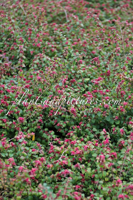 Symphoricarpos chenaultii ‘Bokohape’ (HANCOCK PEARL)