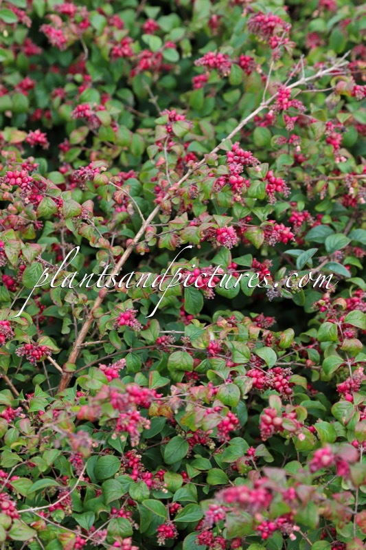 Symphoricarpos chenaultii ‘Bokohape’ (HANCOCK PEARL)