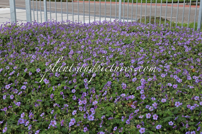 Geranium wallichianum ‘Bocoalsple’ (PLEASURE)