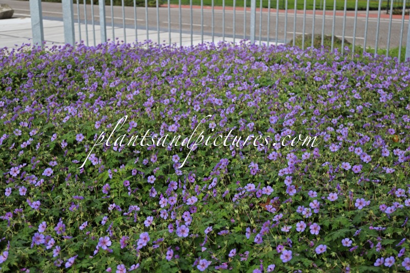 Geranium wallichianum ‘Bocoalsple’ (PLEASURE)