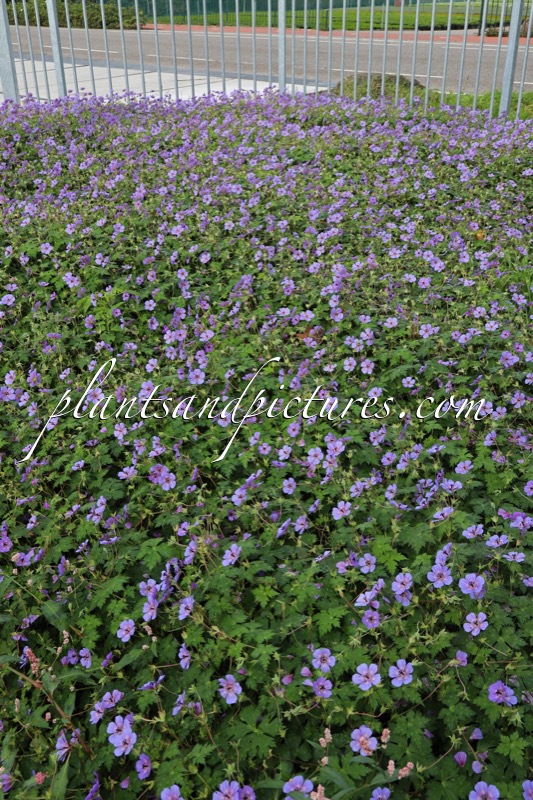 Geranium wallichianum ‘Bocoalsple’ (PLEASURE)