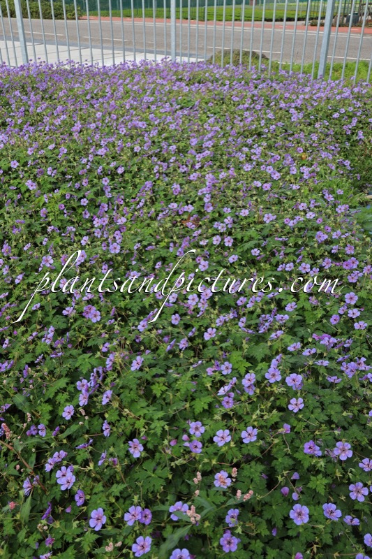 Geranium wallichianum ‘Bocoalsple’ (PLEASURE)