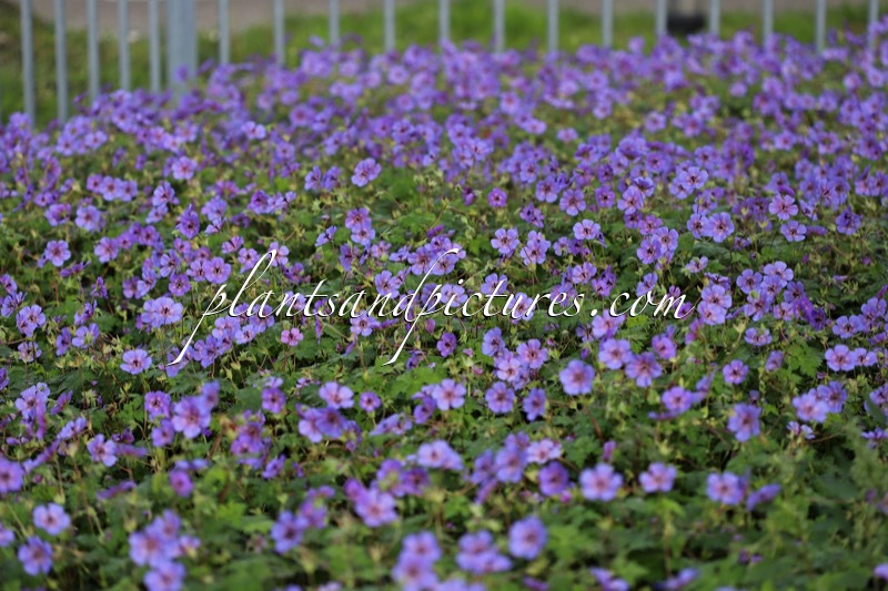 Geranium wallichianum ‘Bocoalsple’ (PLEASURE)