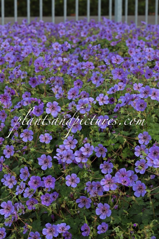 Geranium wallichianum ‘Bocoalsple’ (PLEASURE)