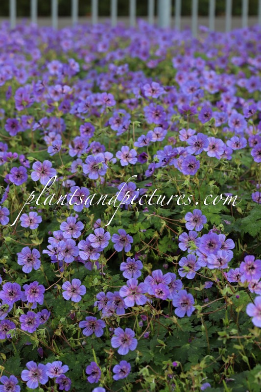 Geranium wallichianum ‘Bocoalsple’ (PLEASURE)