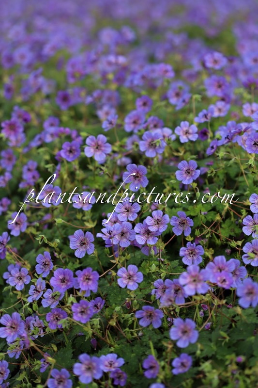 Geranium wallichianum ‘Bocoalsple’ (PLEASURE)