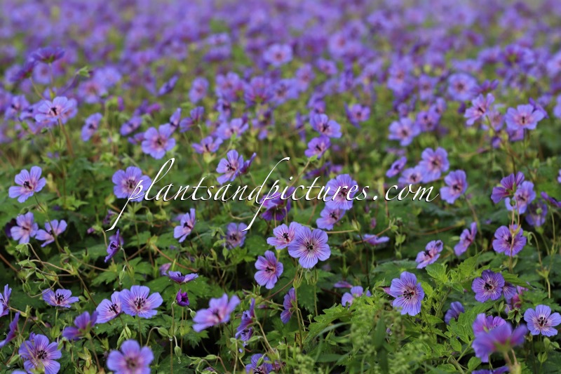 Geranium wallichianum ‘Bocoalsple’ (PLEASURE)