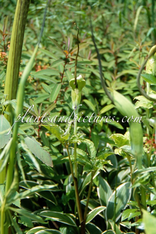 Arisaema tortuosum