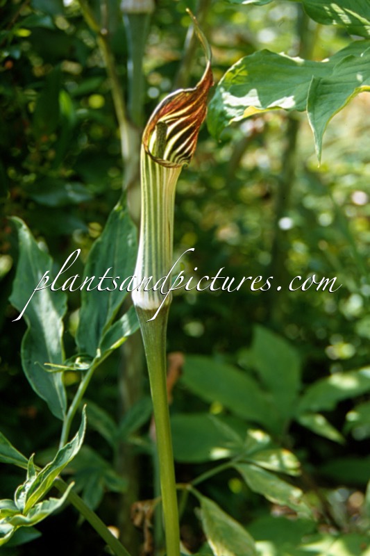Arisaema japonicum