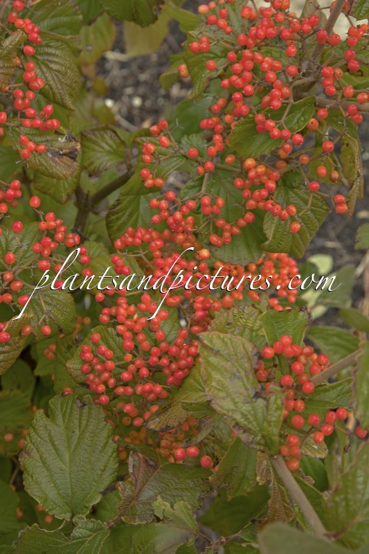 Viburnum dilatatum ‘Henneke’ (CARDINAL CANDY)