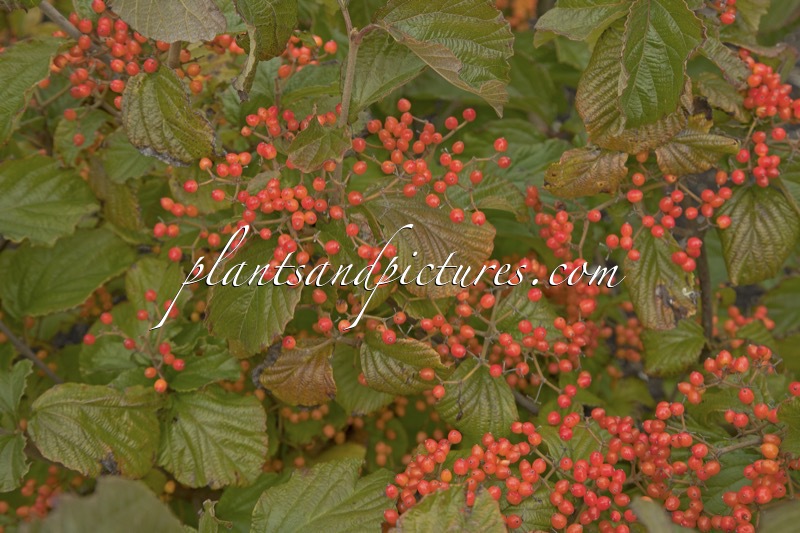 Viburnum dilatatum ‘Henneke’ (CARDINAL CANDY)