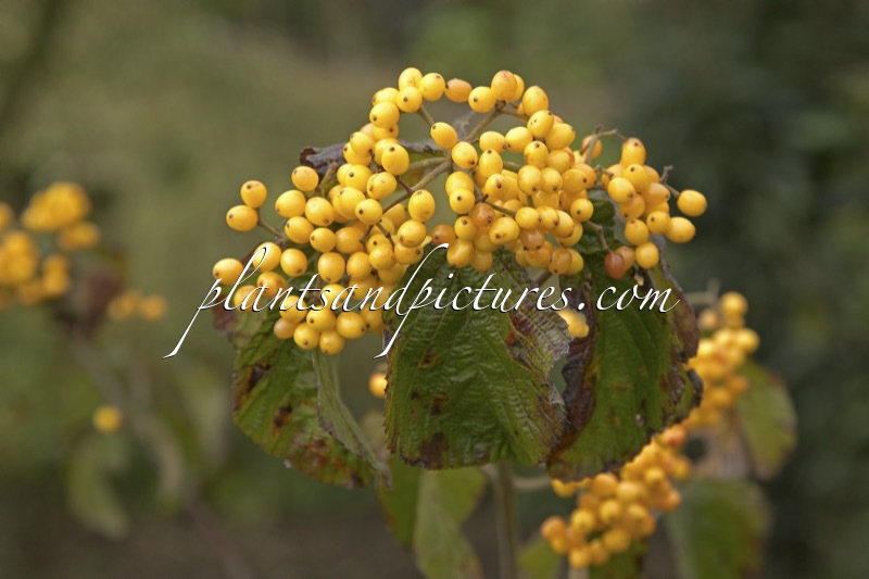 Viburnum dilatatum ‘Michael Dodge’