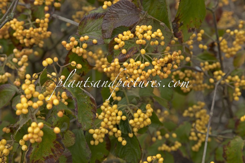 Viburnum dilatatum ‘Michael Dodge’